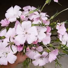 Image result for Agrostemma