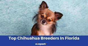 Maybe you would like to learn more about one of these? Top 12 Best Chihuahua Breeders In Florida Fl State 2021 Wowpooch