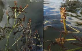 Image result for Potamogetonaceae