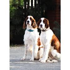 Image result for irský červenobílý setr