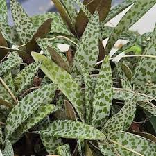 Image result for Ledebouria Unidentified sp. no5.
