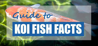 Interesting Fun Facts About Koi Fish 2020 Updated Pond Informer