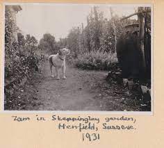 Zam In Henfield Sussex 1931 Dog Photos Vintage Dog Dog Photography