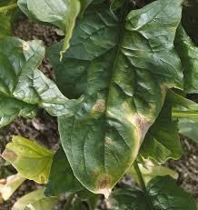すべての美しい花の画像 綺麗なほうれん草 白い 斑点