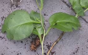 How to get rid of vines in garden. How To Get Rid Of Madeira Vine Kings Plant Doctor