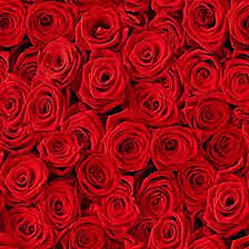 They are appropriate for sending thanks, cheering up a. 21 Special Rose Color Meanings Rose Flower Meanings For Valentine S Day