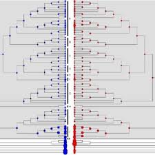 Image result for Monanthotaxis poggei