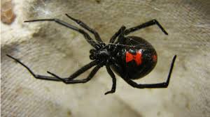 Black widow spiders have fangs. That Spider Bite May Not Be A Bite After All Science Aaas