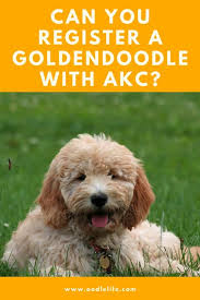 Dog name check to register your dog with the akc, your dog should have a unique name. Are Goldendoodles Akc Can Goldendoodles Be Akc Registered Oodle Life