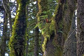 Ecosystem 101 The Role Of Ferns Sierra Club Bc