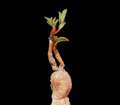 Image result for Monadenium pedunculatum