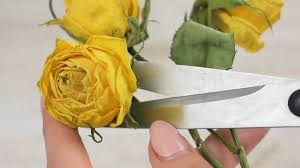 Check spelling or type a new query. How To Preserve Roses In Resin With Pictures Wikihow