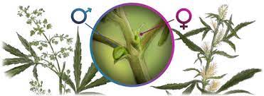 How To Distinguish Marijuana Males From Females Alchimia Grow Shop