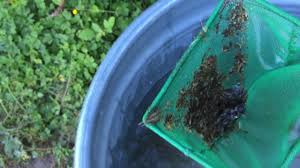 Phaeomuriformis were isolated in larger studied was present in the sample. Easy Way To Keep Your Water Trough Algae Free Clean Youtube
