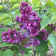 Syringa Vulgaris Prince Wolkonski Lilas Parfume Double Rose Violet Lilas Fleurs Fanees Lilas Fleur