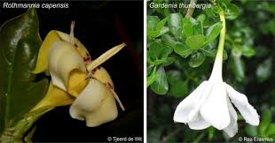 Image result for Rothmannia fischeri