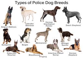 Check out all our dog breed profiles to learn more about each breed's stats. Types Of Poice Dogs And Pictures 101dogbreeds Com