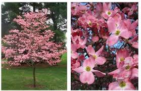 Flowering dogwoods produce red fruit in autumn. Pink Flowering Dogwood The Garden Kingdom