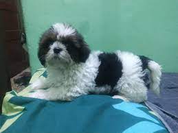 Top 14 Longest Living Dog Breeds With Longest Lifespan Mylilpaw