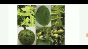 Image result for Walnut blight