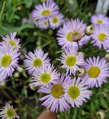 Image result for Erigeron karvinskianus