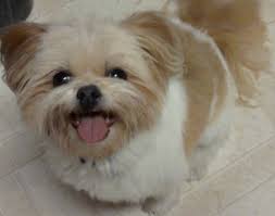 Maybe you would like to learn more about one of these? Shiranian Pomeranian Shih Tzu Mix Info Care Training Pictures