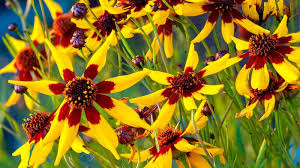 Image result for Cassinopsis tinifolia