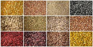 Legume Sec Wikipedia