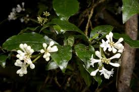 Image result for Chassalia parvifolia