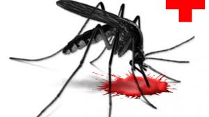 He used to say i strained at a gnat and swallowed a camel. Nnn Search