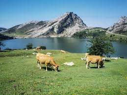 The western region of asturias and especially the picos de europa national park offer you the possibility to enjoy different active tourism activities as well . Visita A Los Lagos De Covadonga En Asturias Tips Para Viajeros