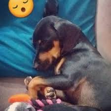 Faqs, appearance, temperament, training dachshund puppies, health, rescues, wiener puppies, mixes, and more. 4 Best Dachshund Breeders In Ohio 2021 We Love Doodles