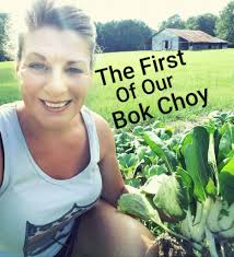 When should I try growing daikon radishes from seed in South Louisiana?