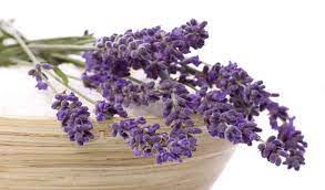 Bei der innerlichen anwendung von lavendelöl müssen einige sachen beachtet werden. Medizinische Wirkung Von Lavendel Gesundheit Aktuell De