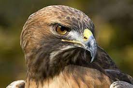 عالم الحيوان اجمل اشكال وانواع النسور فى العالماجمل صور نسور النسر eagleأكبر أنواع النسور في العالم صور نسر اجمل صور نسور خيال النسر ea animals owl eagle
