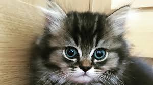 Image result for adorable cat