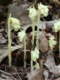 Image result for Monotropa  hypopitys