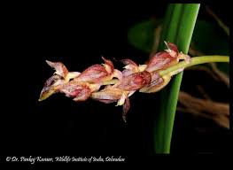 Image result for Bulbophyllum cochleatum