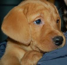 Give them socialization and housebreaking trainings from the time you bring them home from the breeders. Grove British British Labrador Retreivers Inver Grove Heights Minnesota Lab Puppies Fox Red Lab Cute Animals