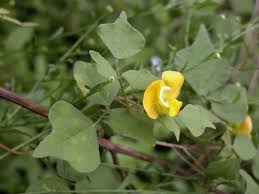 Image result for Rhynchosia luteola