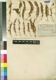 Image result for Amblygonocarpus