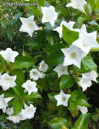 Image result for Limosella grandiflora