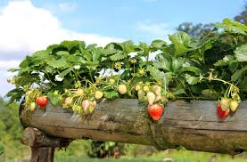 Home » how to transplant strawberries. How To Grow Strawberries Thompson Morgan