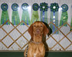 Puppies for sale from dog breeders near san antonio, texas. Obedience Texas Gulf Coast Vizsla Club