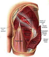 Acupuncture For Sciatica Morningside Acupuncture