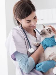 Agape pet services offers private or communal cremations for small & large animals. Eternal Paws Quality Pet Cremation