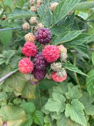 Image result for Rubus iringanus