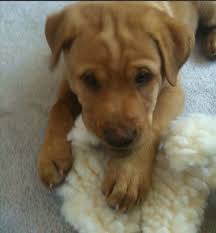 Golden Retriever Shar Pei Mix Just Like My Danny Cute Animals Dog Design Dog Lovers