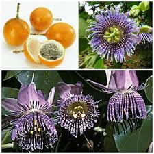 Image result for Passiflora ligularis
