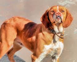 Vous bénéficiez d'un droit d'accès et de rectification de vos données personnelles, ainsi que celui d'en demander l'effacement dans les limites. Des Races De Chiens Meconnues Ici Explora
